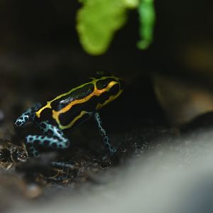 Ranitomeya amazonica