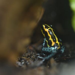 Ranitomeya amazonica