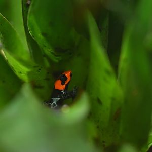 Ranitomeya benedicta