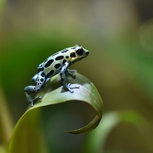 Ranitomeya variabilis