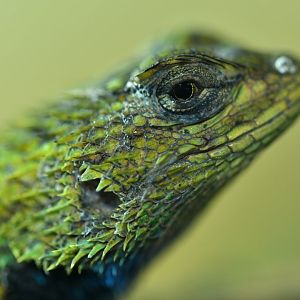 Sceloporus malachiticus