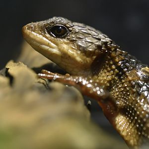 Tropidophorus baconi