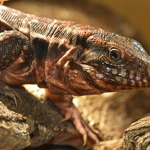 Tupinambis rufescens