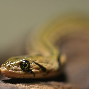 Xenochrophis piscator