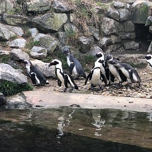 Burgers' Zoo- group of cape penguins- 2022