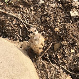 Burgers' Zoo- meerkat- 2022