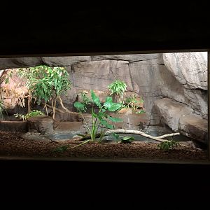 Burgers' Zoo- water monitor terrarium- 2022