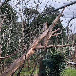 Burgers' Zoo- gibbon aviary- 2022