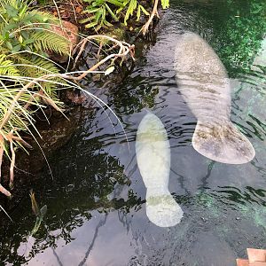 Burgers' Zoo- manatee mother with calf- 2022