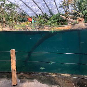 Burgers' Zoo- manatee underwater viewing- 2022