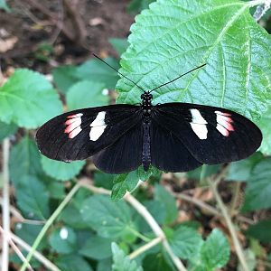 Burgers' Zoo- butterfly- 2022