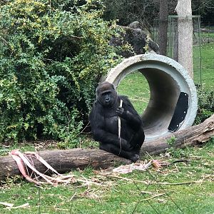 Burgers' Zoo- female lowland gorilla- 2022