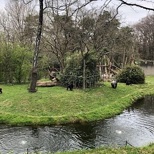 Burgers' Zoo- gorilla enclosure- 2022