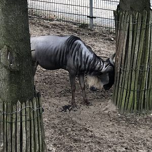 Burgers' Zoo- male wildebeest scratching on a tree- 2022