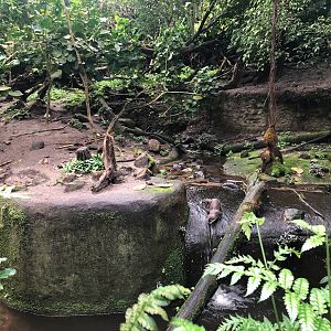 Burgers' Zoo- Asian small-clawed otter enclosure- 2022