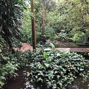Burgers' Zoo- view into Burgers' Bush from a bridge- 2022