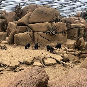 Burgers' Zoo- group of collared peccary in Burgers' Dessert- 2022