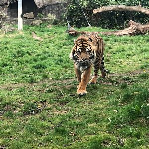 Burgers' Zoo- Sumatran tiger- 2022