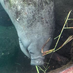 Burgers' Zoo- male manatee eating- 2022