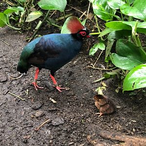 Burgers' Zoo- crested partridge male with chick- 2022