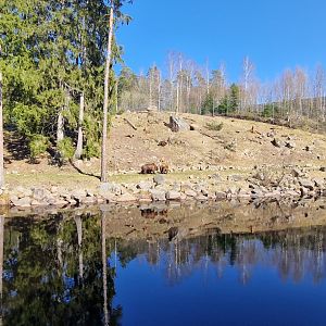 Brown Bear enclosure