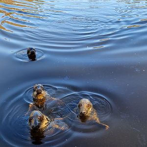 Baltic Sea Gray Seal Lake