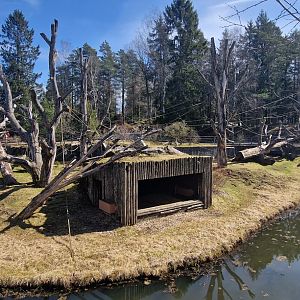 Western Chimpanzee outdoor