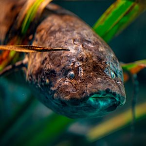 West African Lungfish