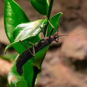 Black Beauty Stick Insect