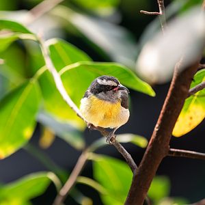 Bananaquit