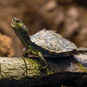 Pascagoula Map Turtle