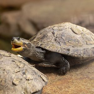Yellow Spotted River Turtle