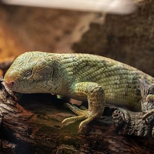 Prehensile Tailed Skink