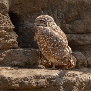 Western Burrowing Owl