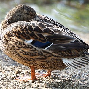 Female Mallard (Anas platyrhynchos) in the European aviary, 2022-04-12