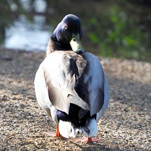 Male Mallard (Anas platyrhynchos) in the European aviary, 2022-04-12