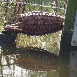 New duck nesting basket in the Australian waterfront aviary, 2022-04-12