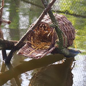 New duck nesting basket in the Australian waterfront aviary, 2022-04-12