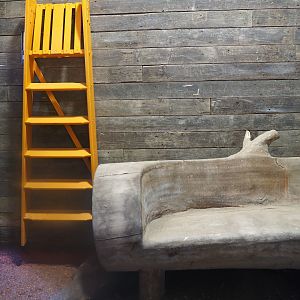 New indoor Short-beaked echidna exhibit, 2022-04-12