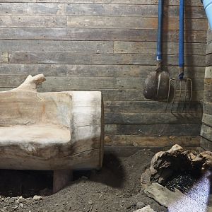 New indoor Short-beaked echidna exhibit, 2022-04-12