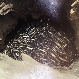 South-east Australian short-beaked echidna (Tachyglossus aculeatus aculeatus), 2022-04-12
