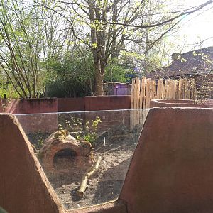 Former second wombat/pademelon exhibit - Now new outdoor Short-beaked echidna exhibit, 2022-04-12