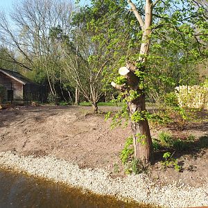 First renovated Double-wattled cassowary exhibit, 2022-04-12