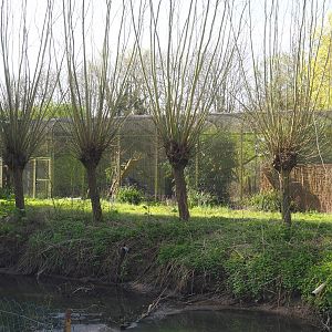 Off-show aviaries across stream from the Oceania area, 2022-04-12
