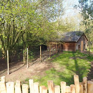Second and third renovated Double-wattled cassowary exhibits, 2022-04-12