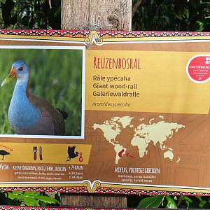 Sign for recently added species Giant wood rail, 2022-04-12