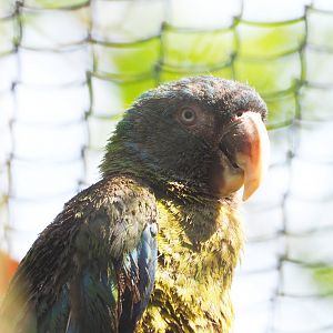 New species: Blue-headed macaw (Primolius couloni), 2022-04-12