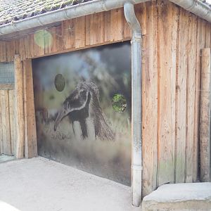 Giant anteater indoor exhibit viewing area with added privacy, 2022-04-12