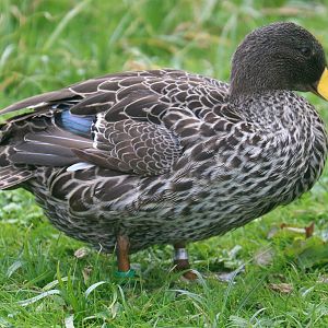 Yellow-billed duck; Barnes; 18th April 2022