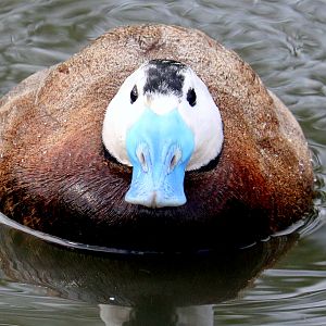 White-headed duck; Barnes; 18th April 2022